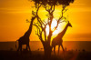 Kenya - az egyenlítői paradicsom